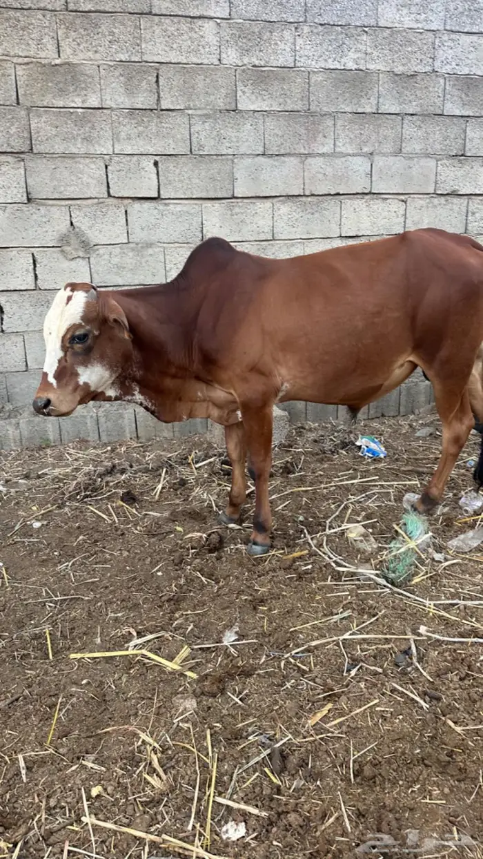 حسلان للبيع 4