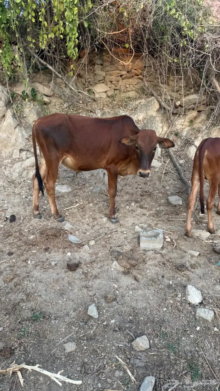 حسلان للبيع 1