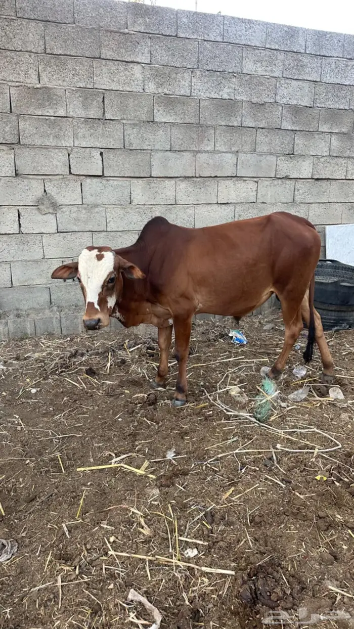 حسلان للبيع 5