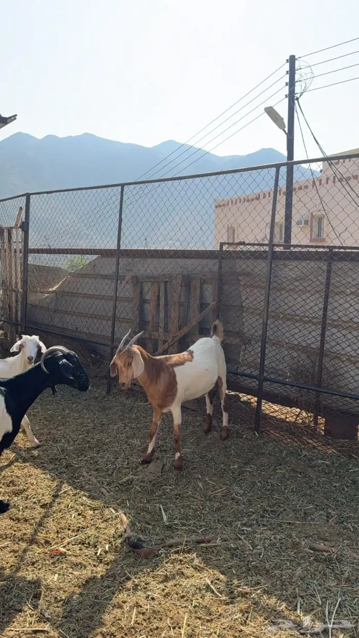 للبيع ماعز 3