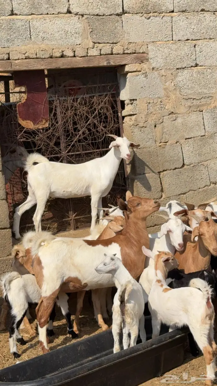 للبيع ماعز 6