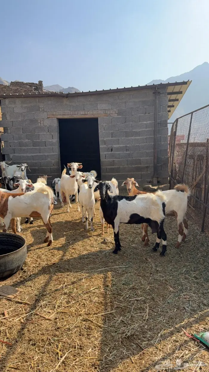 للبيع ماعز 1