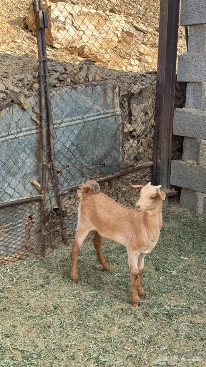 للبيع ماعز 9