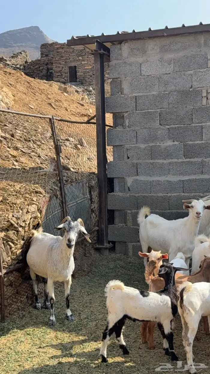 للبيع ماعز 4