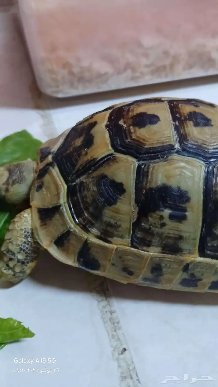 للبيع سلحفاة ب 150 ريال فقط 0