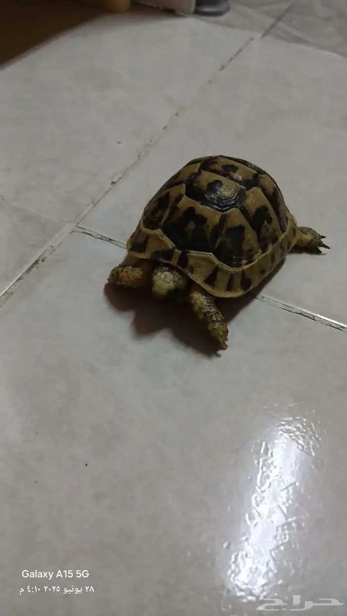 للبيع سلحفاة ب 150 ريال فقط 4