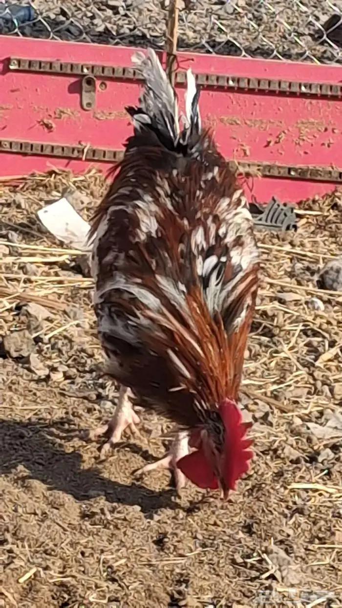 ديك ماكنتوش ودجاجه 5