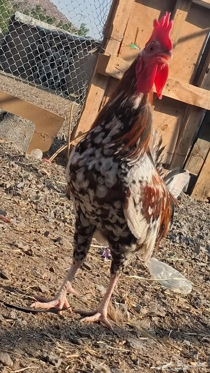 ديك ماكنتوش ودجاجه 6