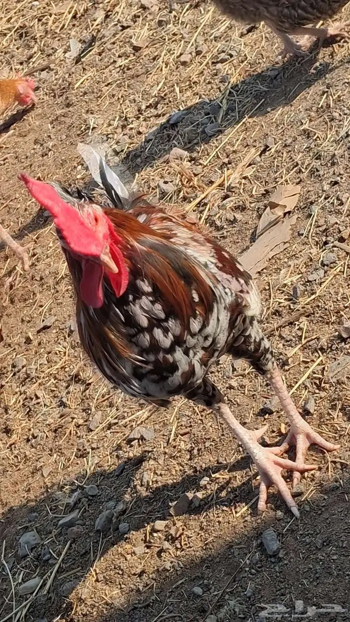 ديك ماكنتوش ودجاجه 0