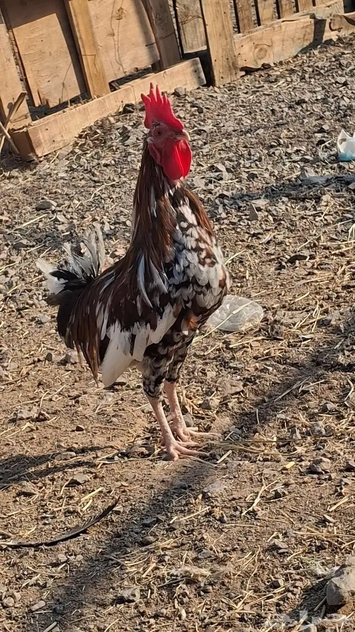 ديك ماكنتوش ودجاجه 1