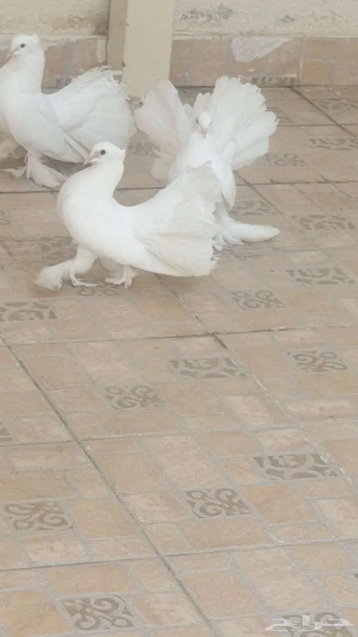 حمام هندي رقاص 1