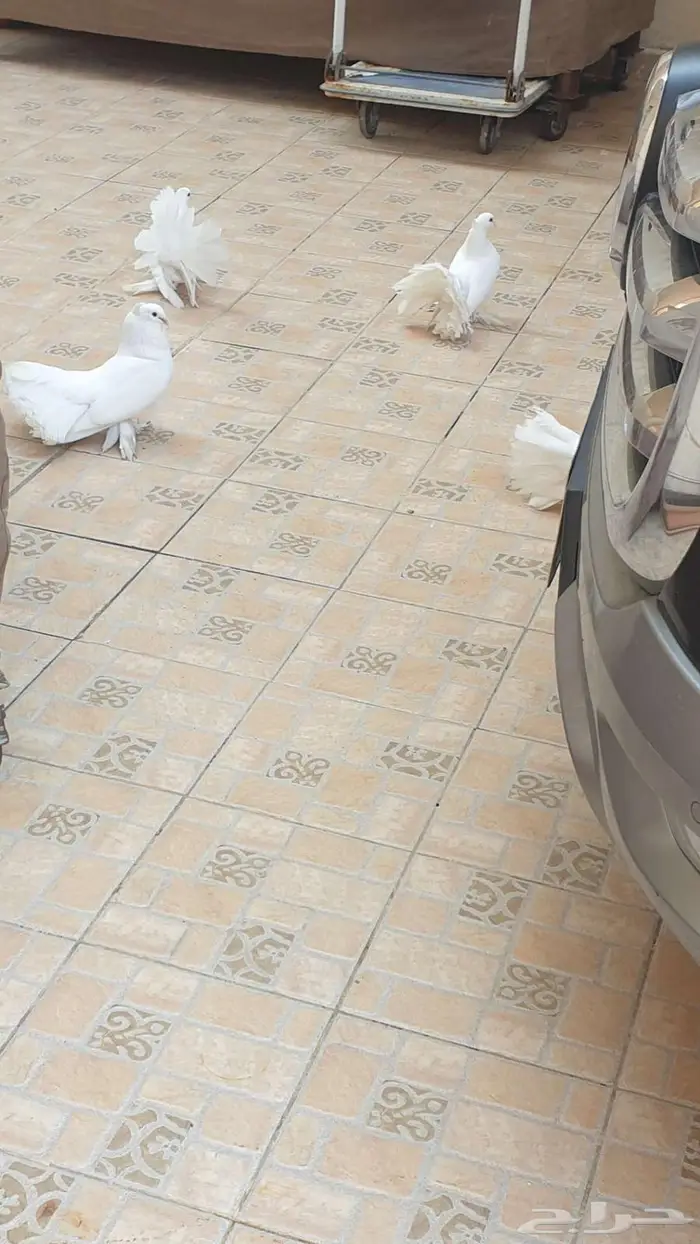 حمام هندي رقاص 2