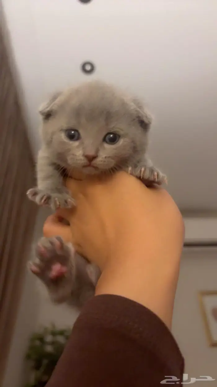 Scottish triple fold 3