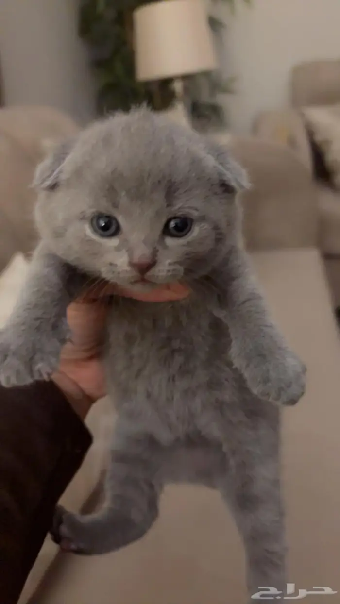 Scottish triple fold 0