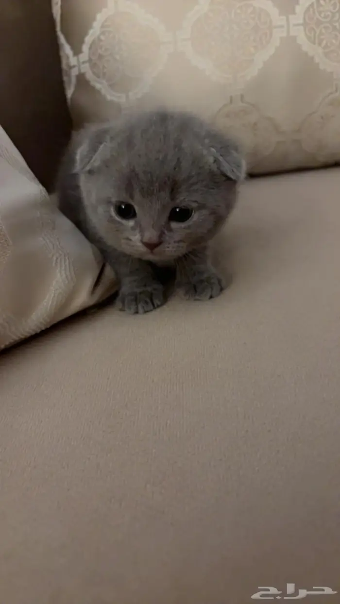 Scottish triple fold 1