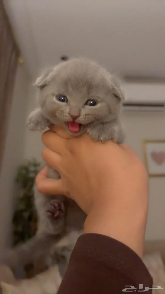 Scottish triple fold 2