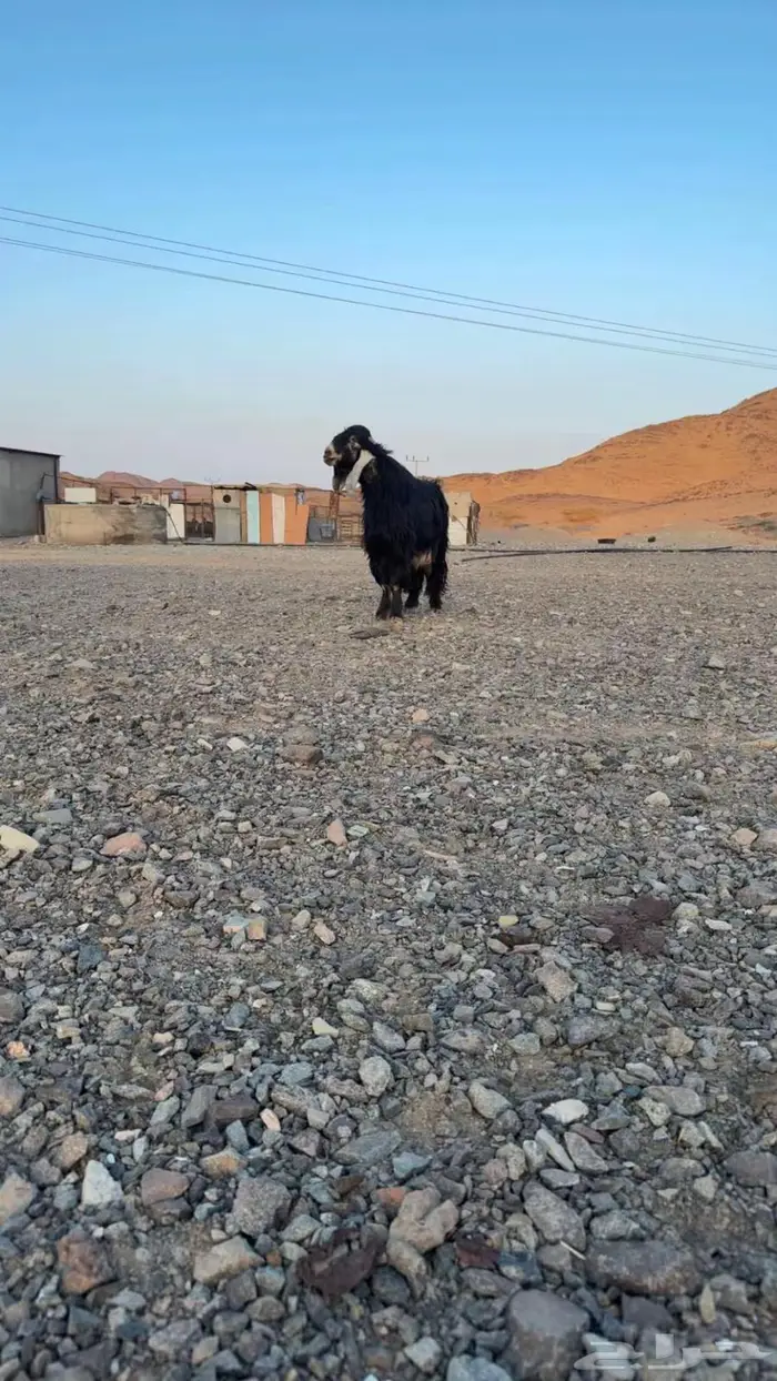 تيس عارضي صنف مشروع فحل 2