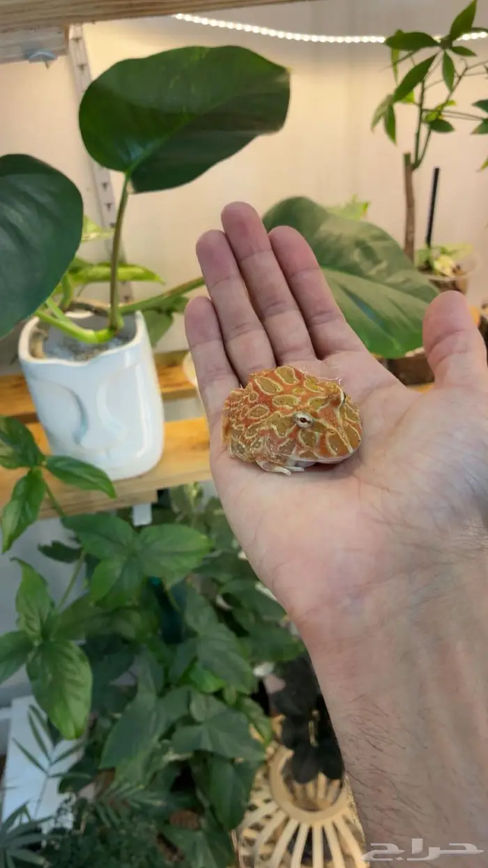 ضفدع الباك مان 0