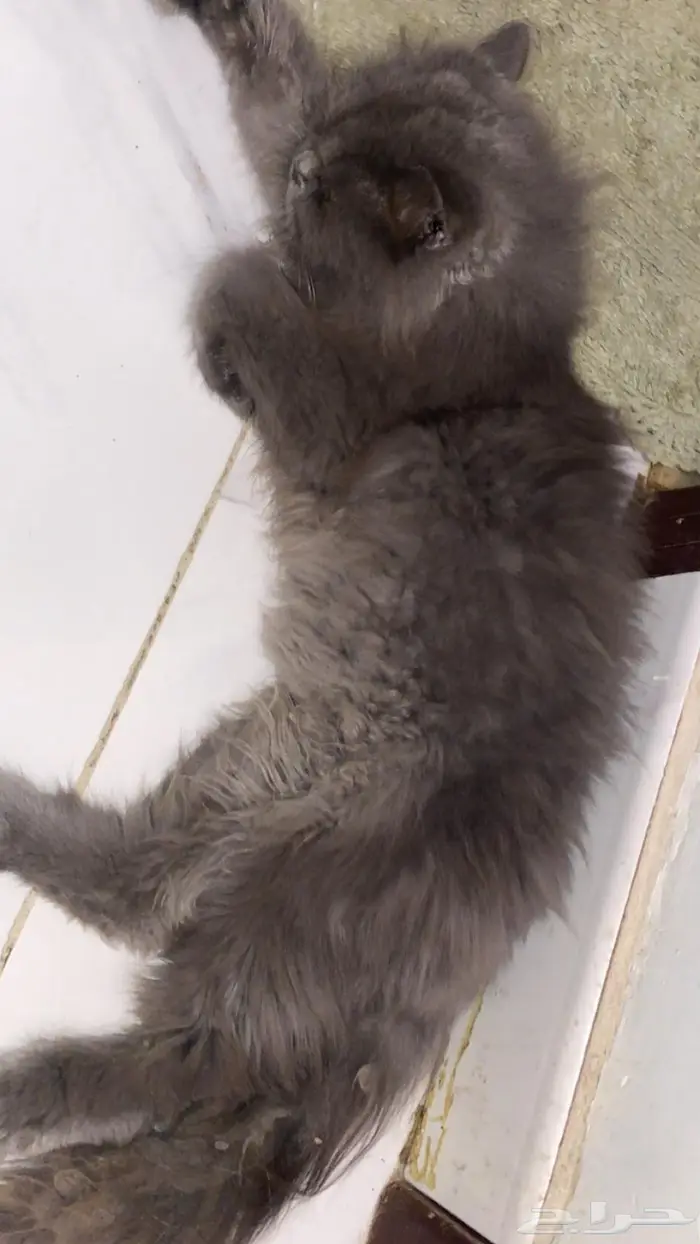 قط للتبني ذكر همالايا جدة حي الواحه 0