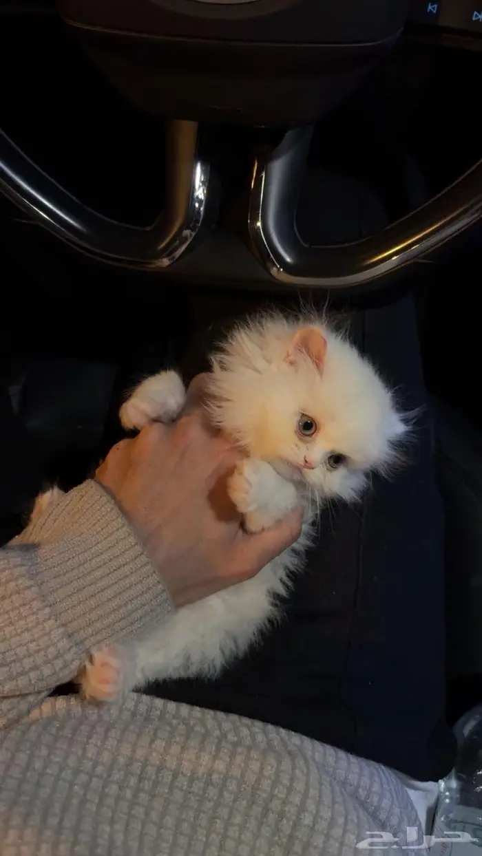 اعرض لكن قطه العمر شهرين لعوبه 0