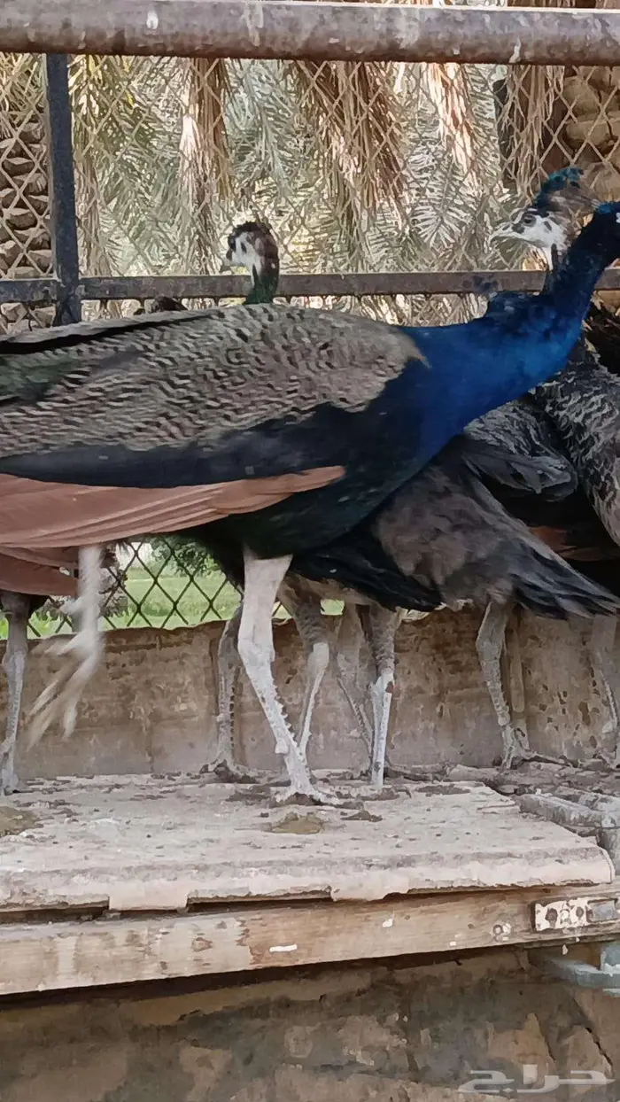 طاوس س لالة هندية 0