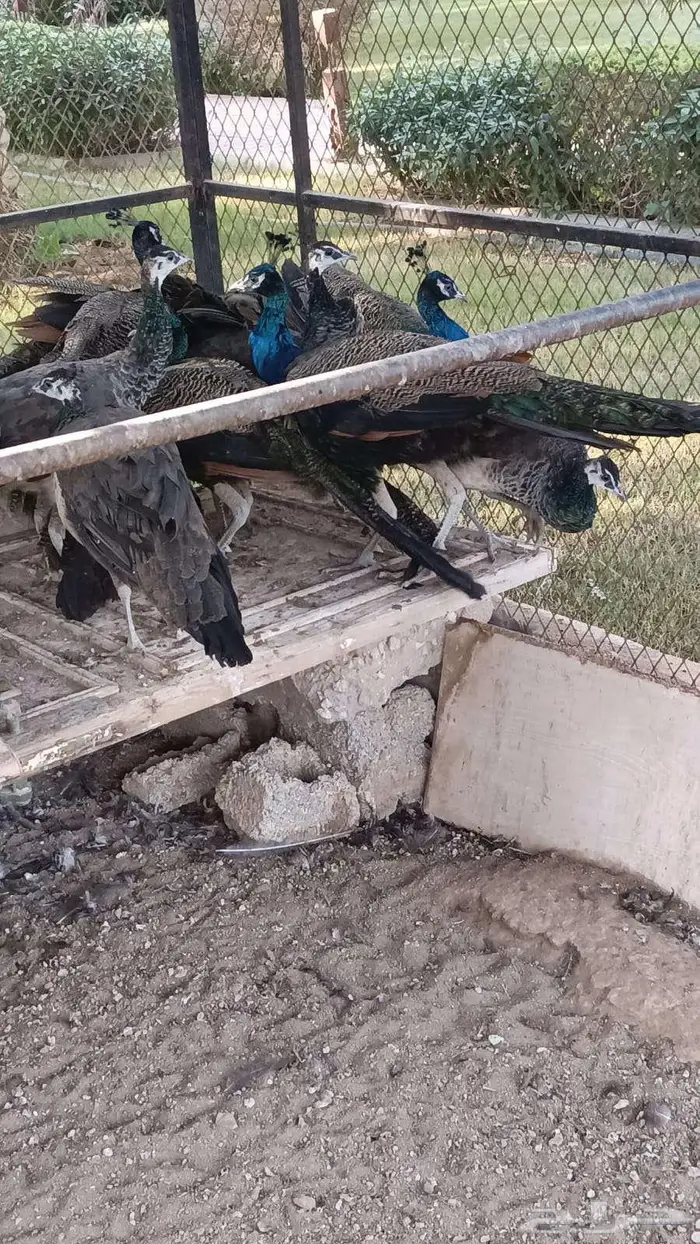 طاوس س لالة هندية 3