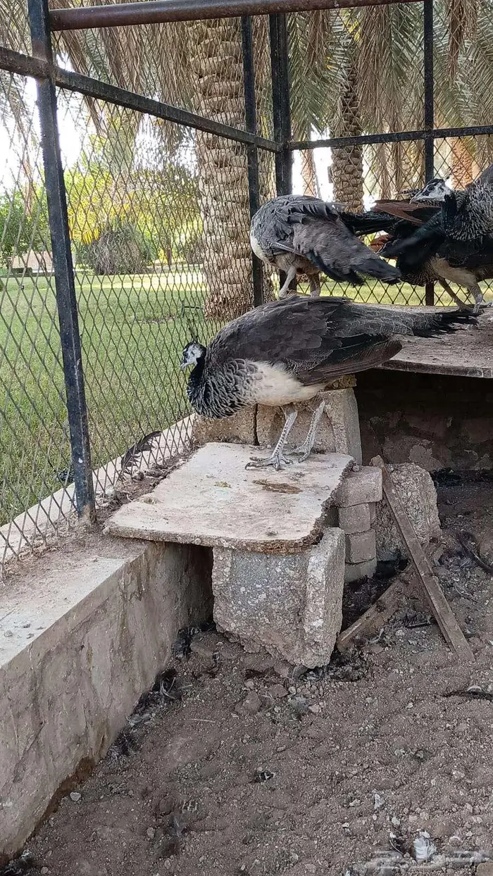 طاوس س لالة هندية 4