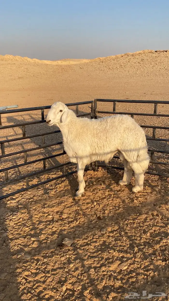 للبيع فحل حري جذع مشروط 2