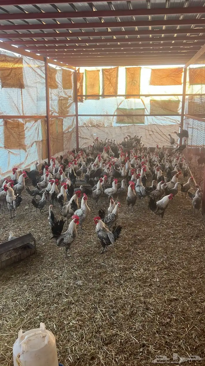 دجاج بلدي وفيومي للبيع 0