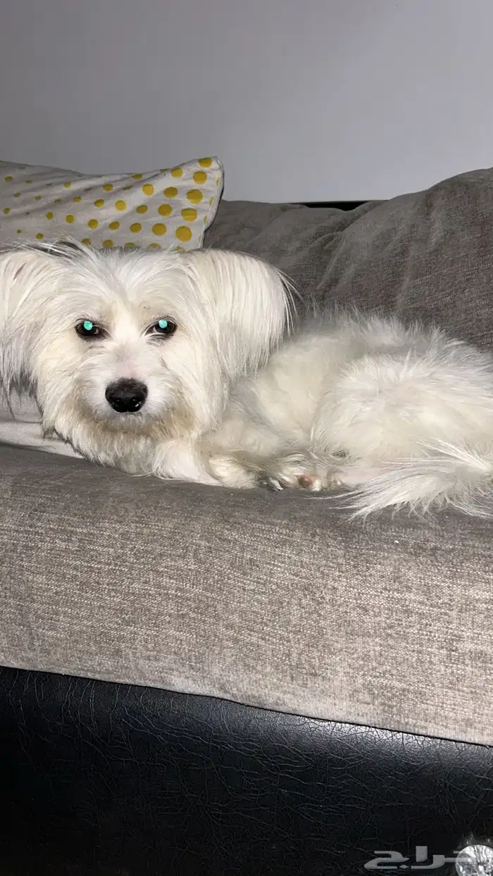 كلب مالتيز ذكر للبيع 0