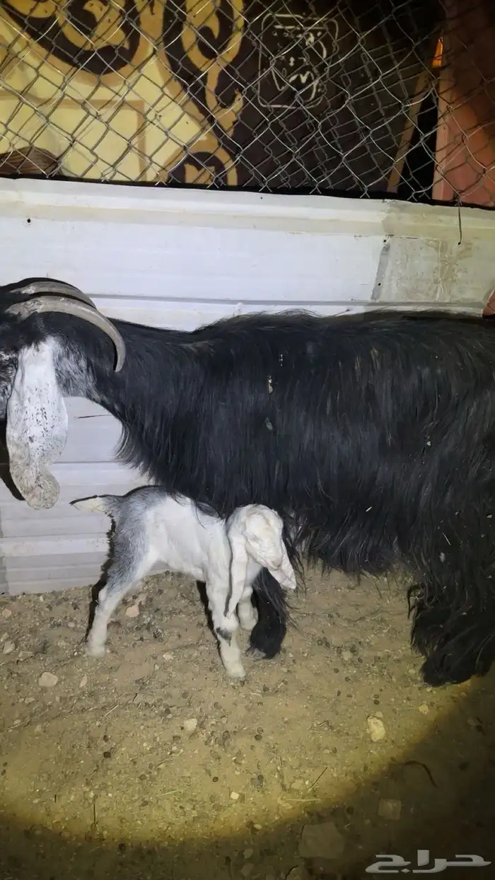 للبيع عنز تحتها جفره صحتها شرط 1