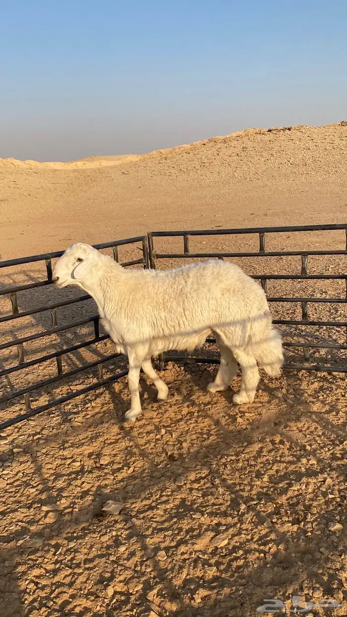 للبيع فحل حري جذع مشروط 0