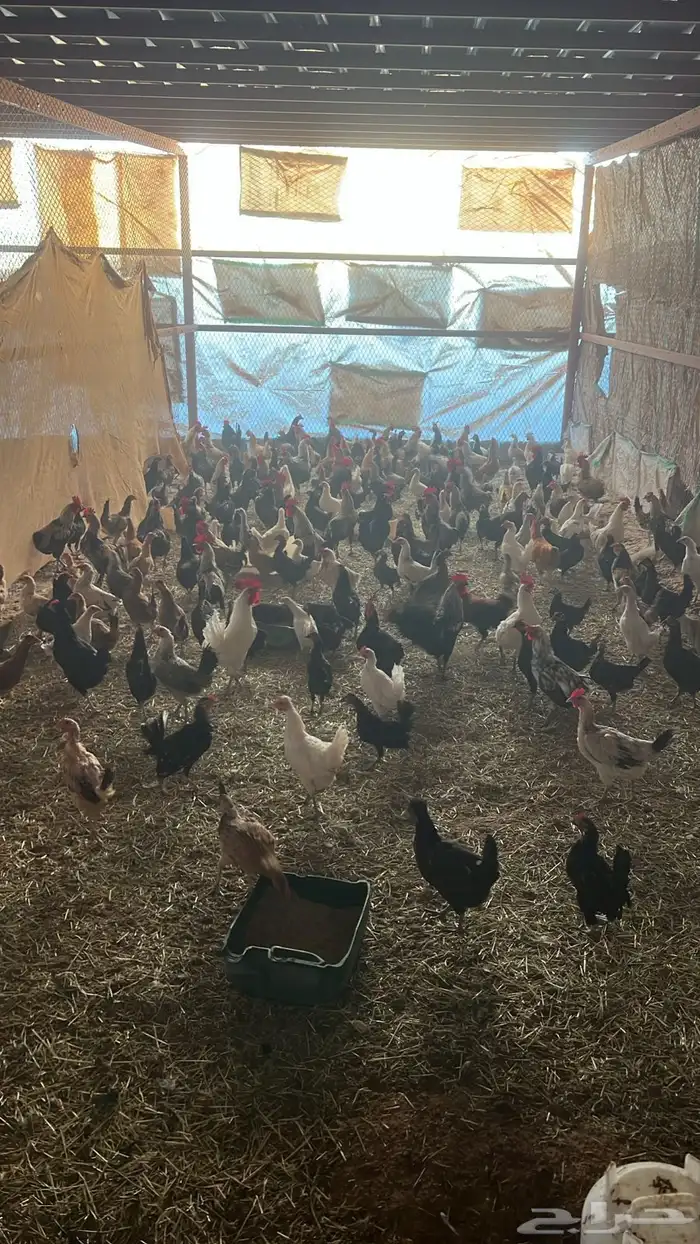 دجاج بلدي وفيومي للبيع 4