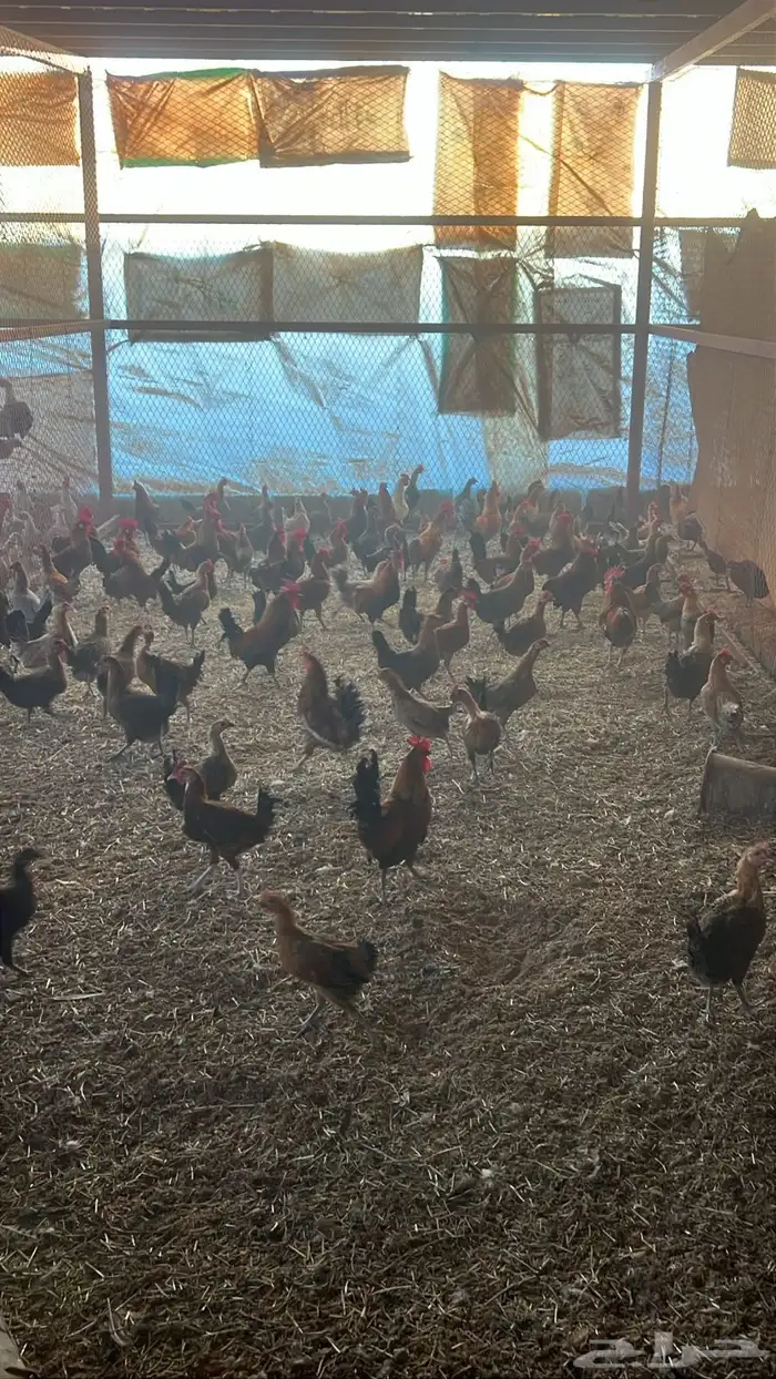 دجاج بلدي وفيومي للبيع 2