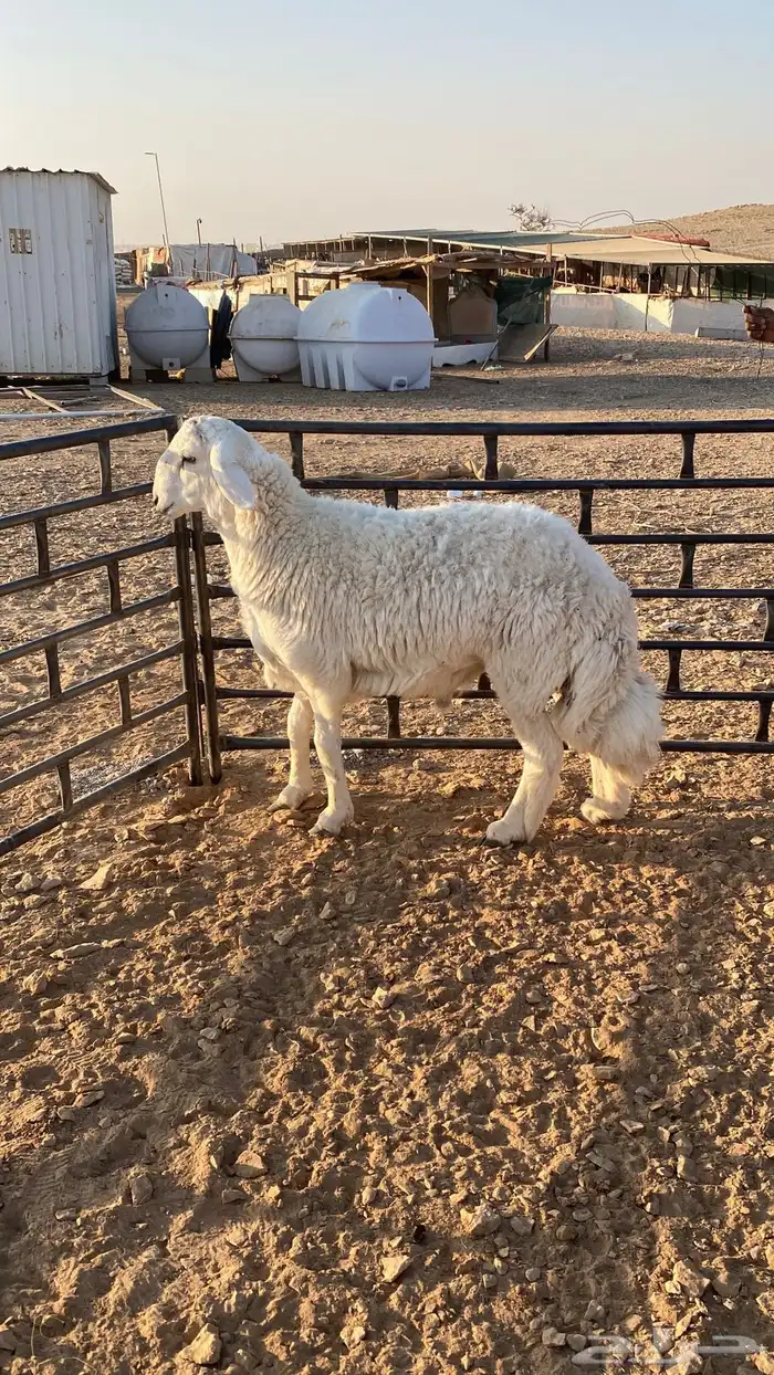 للبيع فحل حري جذع مشروط 8