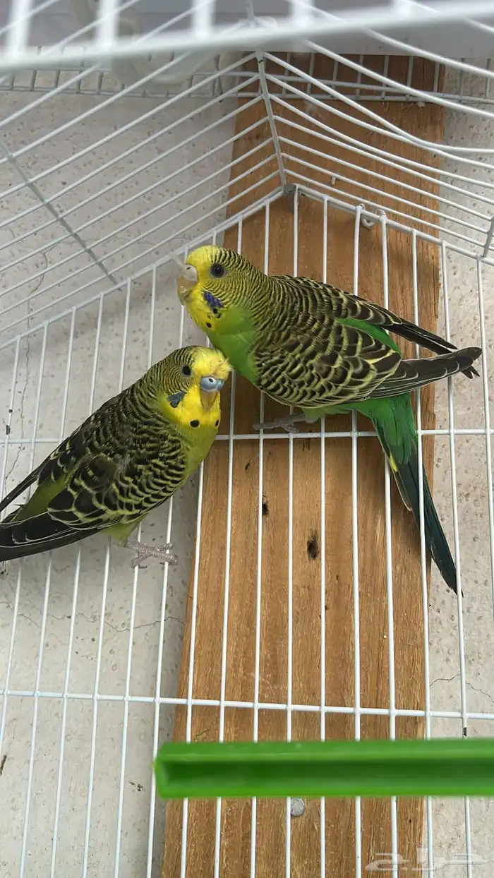 جوزين بادجي تركيب جديد للبيع 2