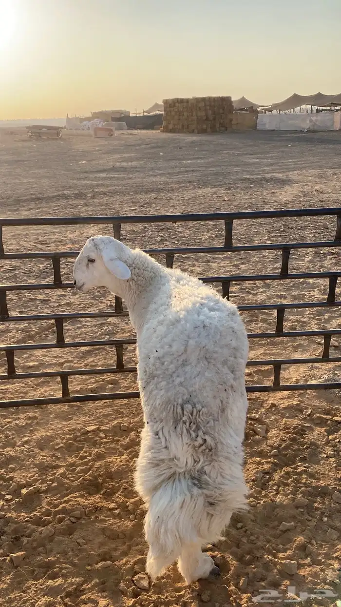 للبيع فحل حري جذع مشروط 7