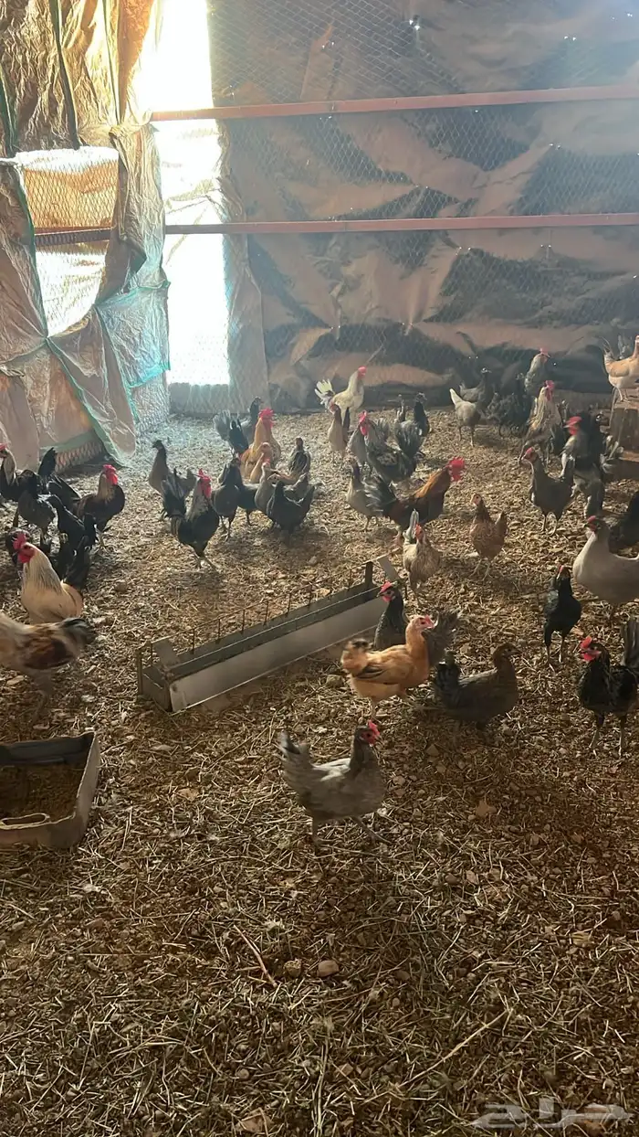 دجاج بلدي وفيومي للبيع 6