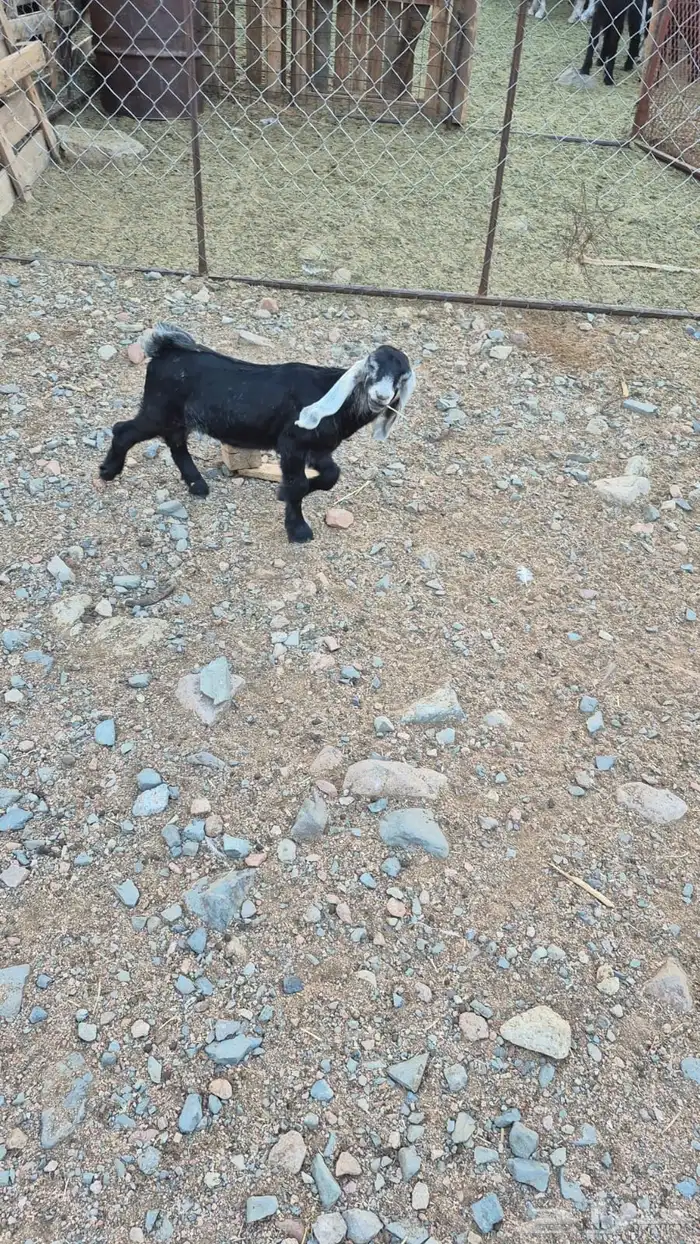 ثلاثة تيوس 2