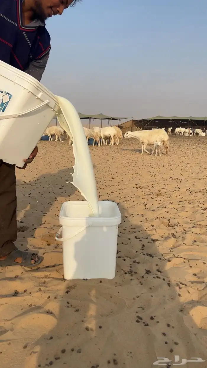 لبن عنم مراح حري 1