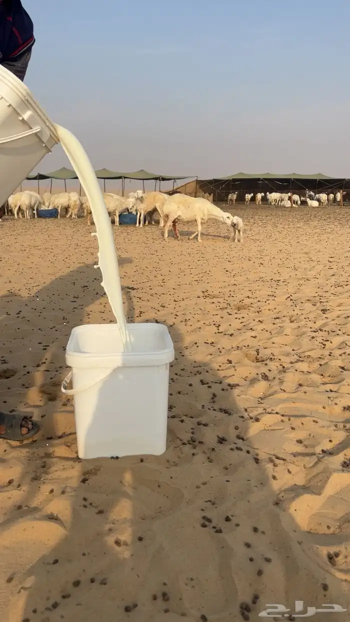 لبن عنم مراح حري 2