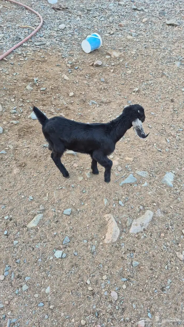 ثلاثة تيوس 1