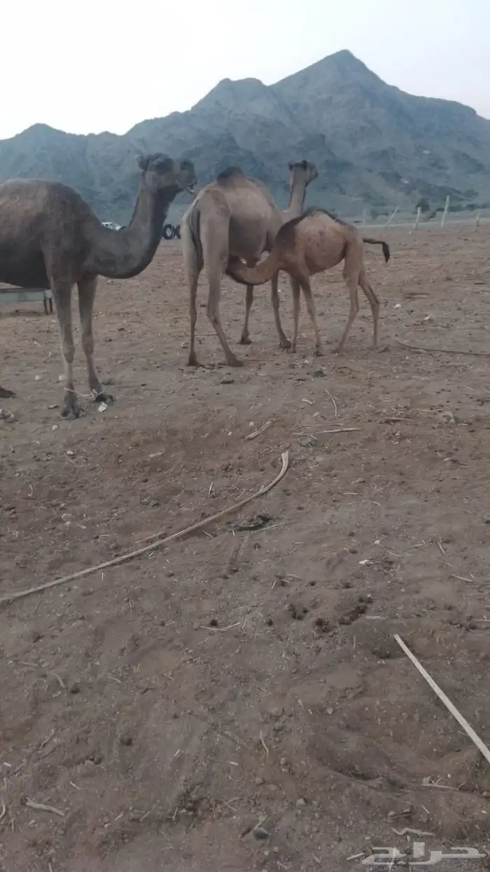 حشو للبيع صغار 2