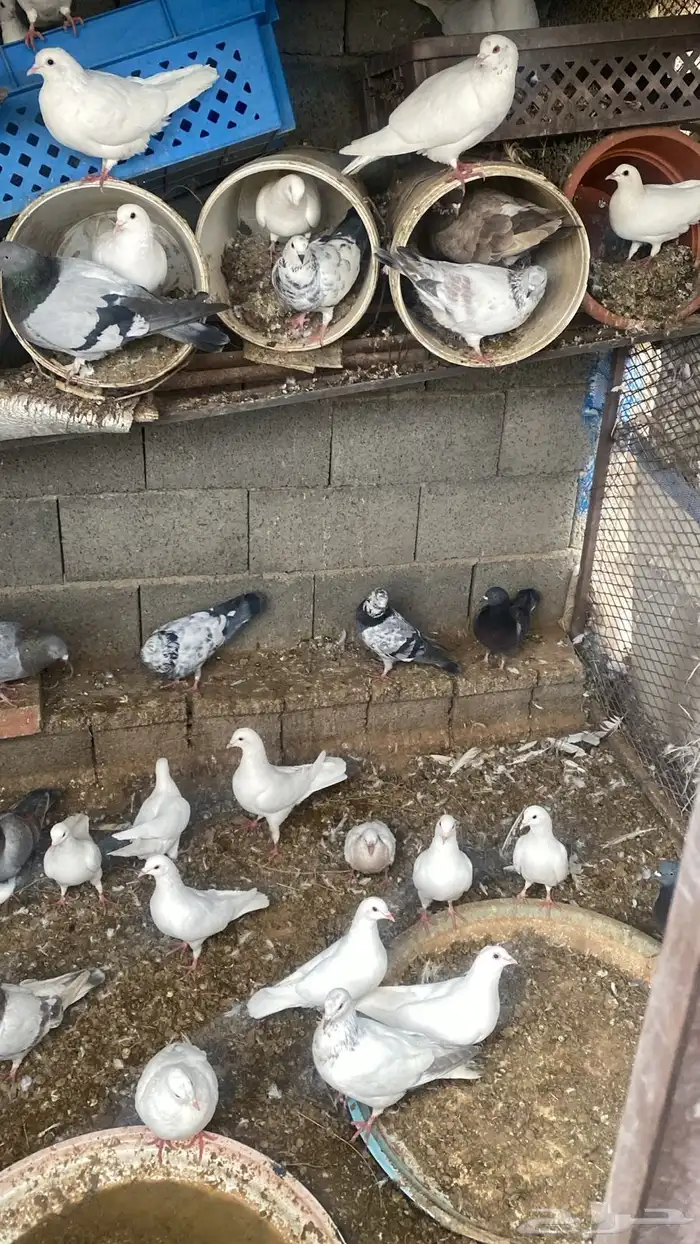 حمام مشكل للبيع 0