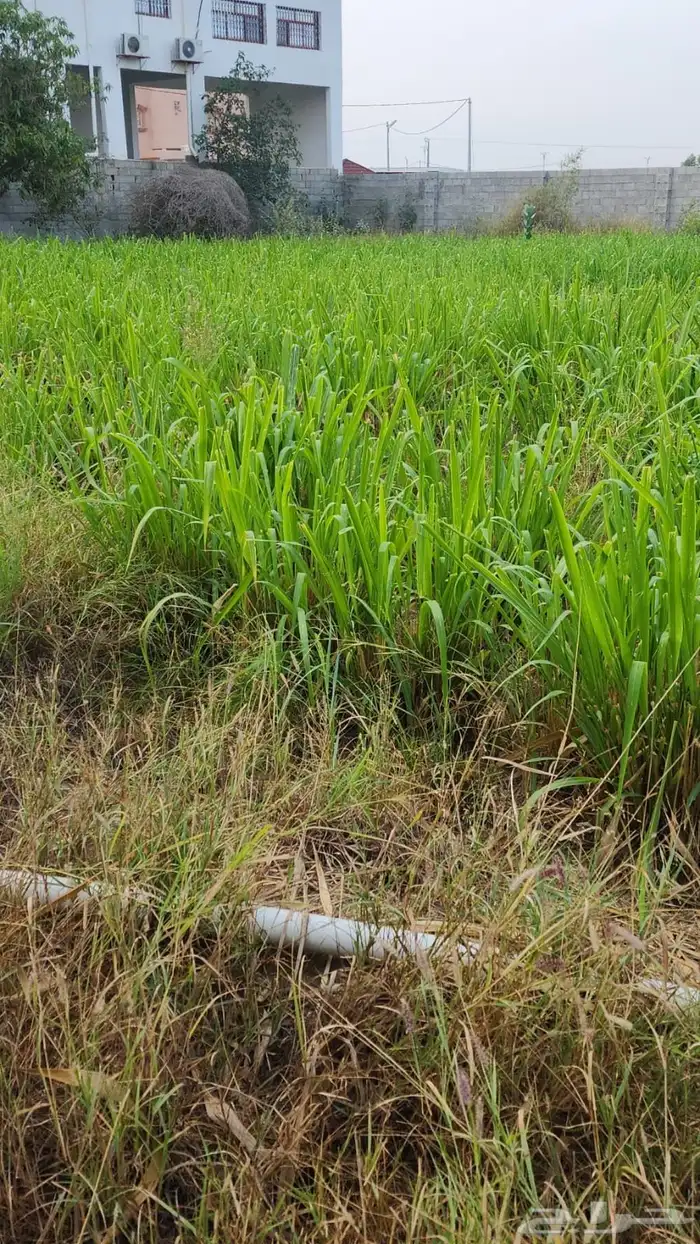 مزرعة للايجار 9