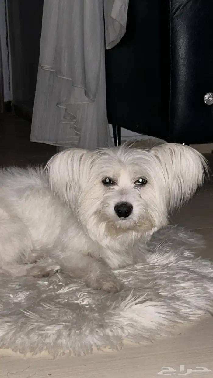 كلب مالتيز ذكر للبيع 1