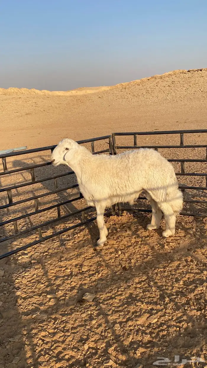 للبيع فحل حري جذع مشروط 6