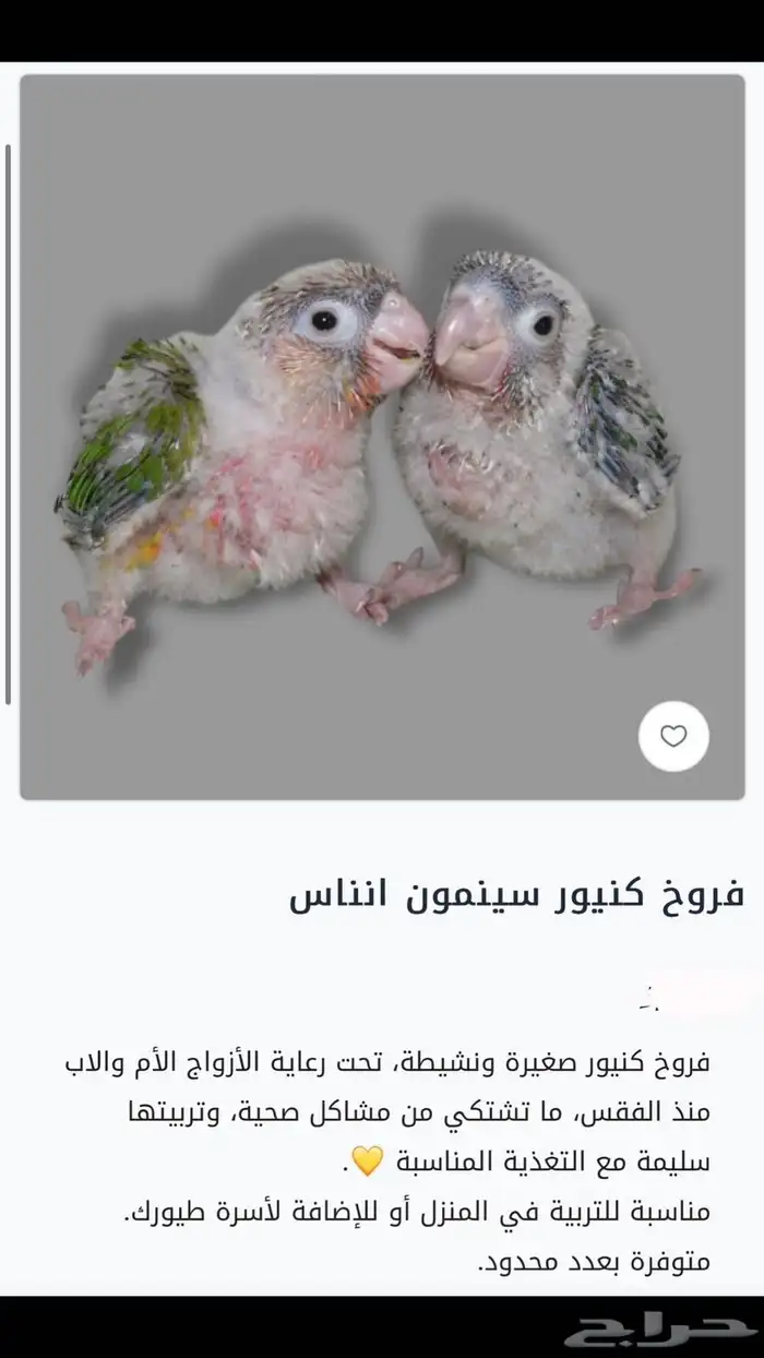 فروخ كنيور سوبر جامبو 0