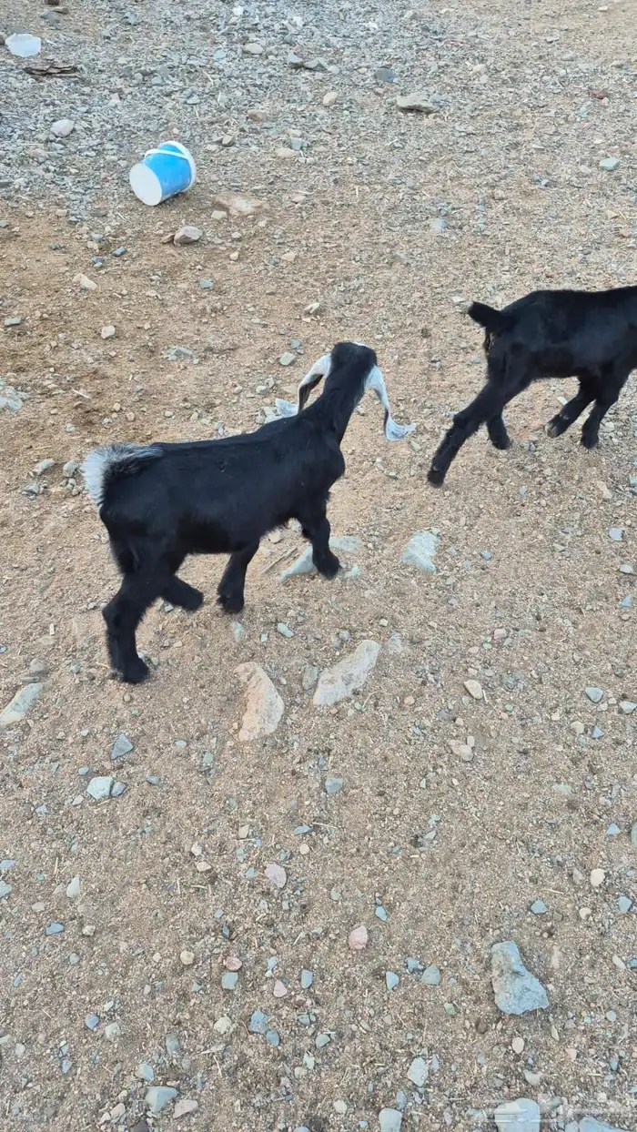 ثلاثة تيوس 0