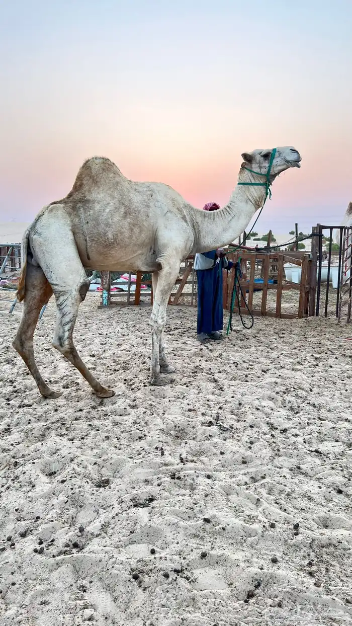 بعير سوداني جاي من السودان ناب شاق 0